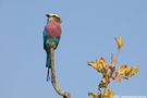 olivierpictures - Reisefotografie - Vögel Südafrikas